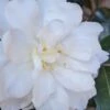 Chisato No Aki Camellia Japonica - 3 Gallon Pot