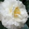 Colonial Dame Camellia - 3 Gallon Pot