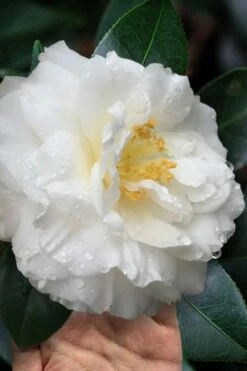 Colonial Dame Camellia - 3 Gallon Pot