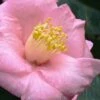 Isaribi Camellia Japonica - 3 Gallon Pot