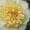 Jury's Yellow Camellia - 1 Gallon Pot