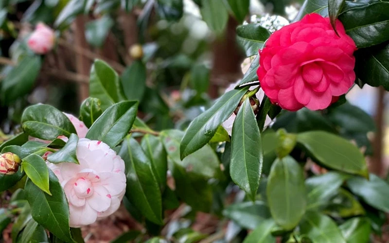 LA Peppermint Camellia Japonica - 3 Gallon Pot 5 LA Peppermint Camellia Japonica - 3 Gallon Pot - Image 5