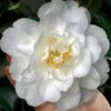 Mrs. Bertha Camellia - 3 Gallon Pot