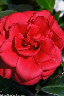 Paulette Goddard Camellia Japonica - 3 Gallon Pot -Wilson Bros Gardens Shop camellia japonica paulette goddard 1