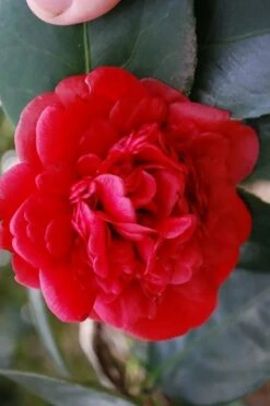 Paulette Goddard Camellia Japonica - 3 Gallon Pot -Wilson Bros Gardens Shop camellia japonica paulette goddard 2