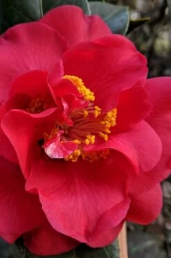 Paulette Goddard Camellia Japonica - 3 Gallon Pot -Wilson Bros Gardens Shop camellia japonica paulette goddard 3