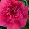 Roosevelt Blues Camellia Japonica - 3 Gallon Pot