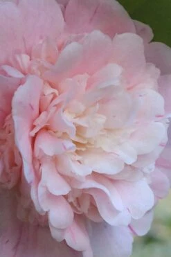 Thompsonii Camellia Japonica - 3 Gallon Pot -Wilson Bros Gardens Shop camellia japonica thompsonii 2 1