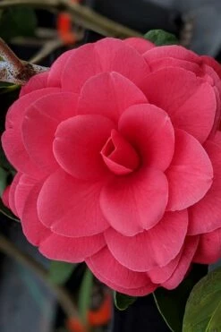 Tomorrow Camellia - 3 Gallon Pot -Wilson Bros Gardens Shop camellia japonica tomorrow 2