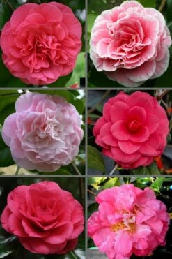 Tomorrow Camellia - 3 Gallon Pot -Wilson Bros Gardens Shop camellia japonica tomorrow 3