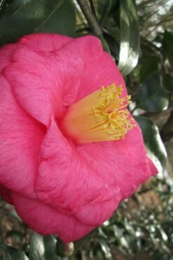 Lady Clare Camellia Japonica - 3 Gallon Pot -Wilson Bros Gardens Shop camellia lady clare 1