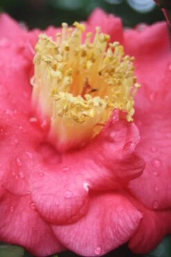 Lady Clare Camellia Japonica - 3 Gallon Pot -Wilson Bros Gardens Shop camellia lady clare 2