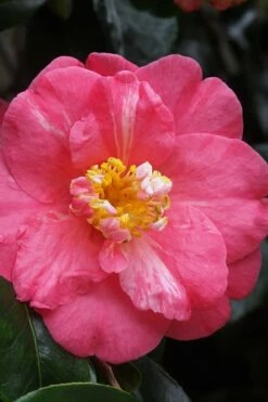 Lady Clare Camellia Japonica - 3 Gallon Pot -Wilson Bros Gardens Shop camellia lady clare 5