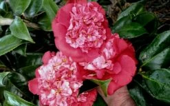 Laura Walker Camellia Japonica - 3 Gallon Pot -Wilson Bros Gardens Shop camellia laura walker 10