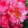 Laura Walker Camellia Japonica - 3 Gallon Pot
