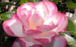 Leslie Ann Camellia Sasanqua - 6 Pack Of 1 Gallon Pots -Wilson Bros Gardens Shop camellia leslie ann 13