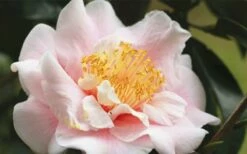 Moonlight Bay Camellia Japonica - 3 Gallon Pot -Wilson Bros Gardens Shop camellia moonlight bay 3