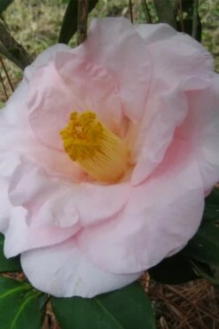 Moonlight Bay Camellia Japonica - 3 Gallon Pot -Wilson Bros Gardens Shop camellia moonlight bay 5