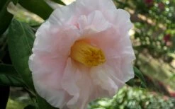 Moonlight Bay Camellia Japonica - 3 Gallon Pot -Wilson Bros Gardens Shop camellia moonlight bay 6