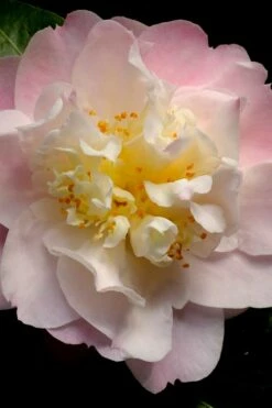 Nina Avery Camellia - 3 Gallon Pot -Wilson Bros Gardens Shop camellia nina avery 3