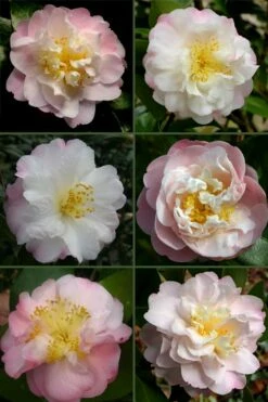 Nina Avery Camellia - 3 Gallon Pot -Wilson Bros Gardens Shop camellia nina avery 6