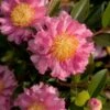 October Magic Carpet Dwarf Camellia - 1 Gallon Pot