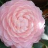 Otome Pink Camellia Japonica - 1 Gallon Pot