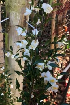 Parvilimba Camellia - 5 Gallon Pot -Wilson Bros Gardens Shop camellia parvilimba 4