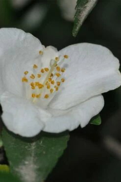 Parvilimba Camellia - 5 Gallon Pot -Wilson Bros Gardens Shop camellia parvilimba 6