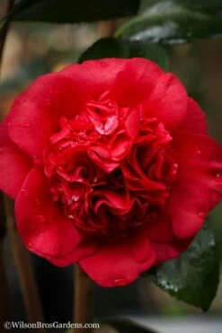 Professor Sargent Camellia Japonica - 6 Pack Of 1 Gallon Pots -Wilson Bros Gardens Shop camellia professor sargent 20