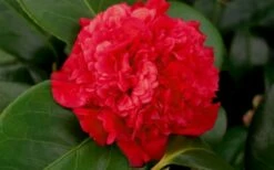 Professor Sargent Camellia Japonica - 6 Pack Of 1 Gallon Pots -Wilson Bros Gardens Shop camellia professor sargent bloom
