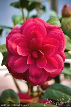Purple Dawn Camellia Japonica - 6 Pack Of 1 Gallon Pots -Wilson Bros Gardens Shop camellia purple dawn jw 1 3
