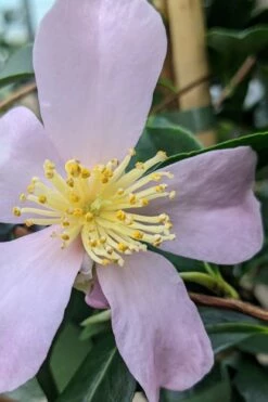 Maiden's Blush Camellia - 3 Gallon -Wilson Bros Gardens Shop camellia sasanqua maiden blush 5