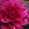 Purple Haze Camellia - 1 Gallon Pot