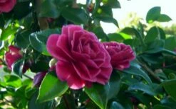 Purple Haze Camellia - 1 Gallon Pot -Wilson Bros Gardens Shop camellia sasanqua purple haze 2