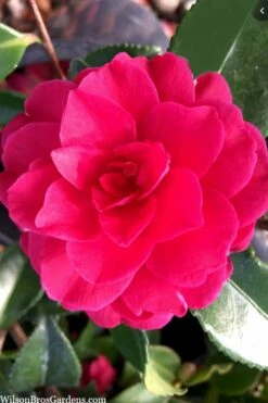 Purple Haze Camellia- 3 Gallon Pot -Wilson Bros Gardens Shop camellia sasanqua purple haze 4 1