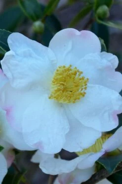 Sweet October Fragrant Camellia - 1 Gallon Pot -Wilson Bros Gardens Shop camellia sasanqua sweet october 2 1