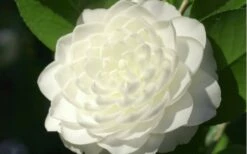 Sea Foam White Camellia Japonica - 1 Gallon Pot -Wilson Bros Gardens Shop camellia sea foam 3