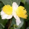 Small Leaf Tea Plant (Camellia Sinensis) - 3 Gallon Pot