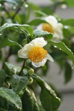 Small Leaf Tea Plant (Camellia Sinensis) - 3 Gallon Pot -Wilson Bros Gardens Shop camellia sinensis small leaf tea plant 21