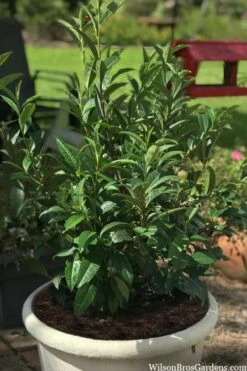 Small Leaf Tea Plant (Camellia Sinensis) - 3 Gallon Pot -Wilson Bros Gardens Shop camellia sinensis small leaf tea plant 23