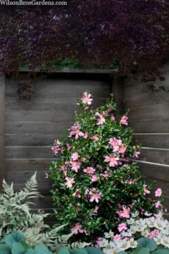 Slim 'N Trim Camellia - 3 Gallon Pot -Wilson Bros Gardens Shop camellia slim n trim 103 1