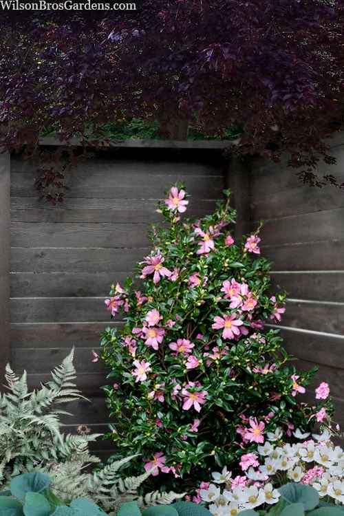 Slim 'N Trim Camellia - 1 Gallon Pot 4 Slim 'N Trim Camellia - 1 Gallon Pot - Image 4