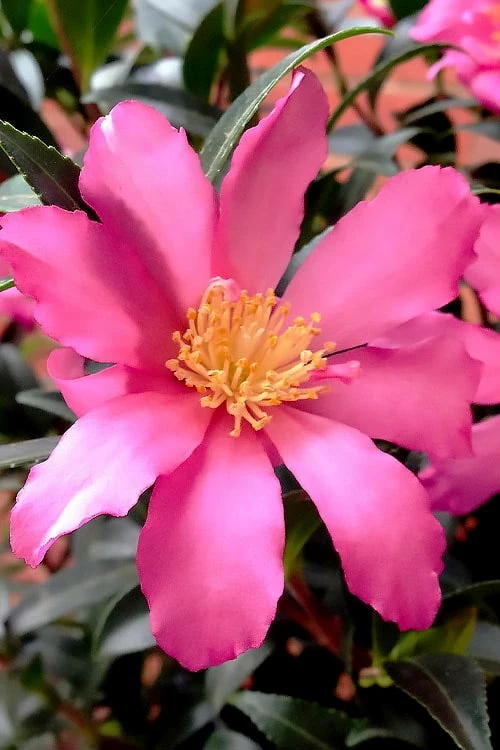 Slim 'N Trim Camellia - 1 Gallon Pot 1 Slim 'N Trim Camellia - 1 Gallon Pot