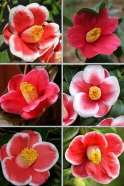 Tama No Ura Weeping Camellia Japonica - 3 Gallon Pot -Wilson Bros Gardens Shop camellia tama no ura sports 1