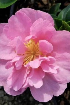 Taylors Perfection Pink Camellia Hybrid - 3 Gallon Pot -Wilson Bros Gardens Shop camellia taylors perfection 5