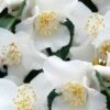 Mount Noko Camellia (Camellia Transnokoensis) - 1 Gallon Pot