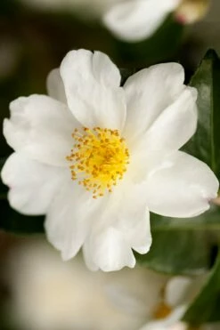 Winter's Cupid Camellia - 3 Gallon Pot 8 Winter's Cupid Camellia - 3 Gallon Pot -Wilson Bros Gardens Shop camellia winters cupid 2