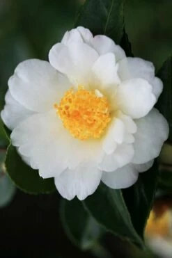 Winter's Cupid Camellia - 3 Gallon Pot 9 Winter's Cupid Camellia - 3 Gallon Pot -Wilson Bros Gardens Shop camellia winters cupid 4