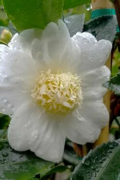 Winter's Snowman Camellia Hybrid - 5 Gallon Pot -Wilson Bros Gardens Shop camellia winters snowman 105 1